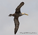 3646 Albatross in flight